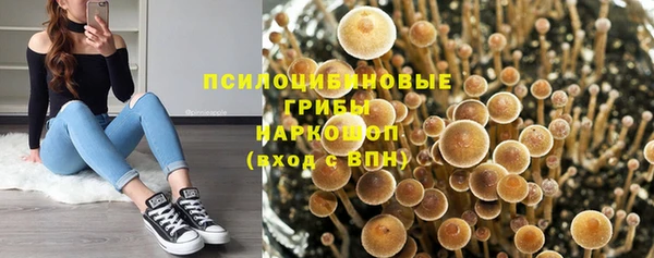 прущие грибы Алзамай